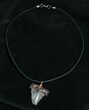 Fossil Angustiden Tooth Necklace - Pre Megalodon #4554-1